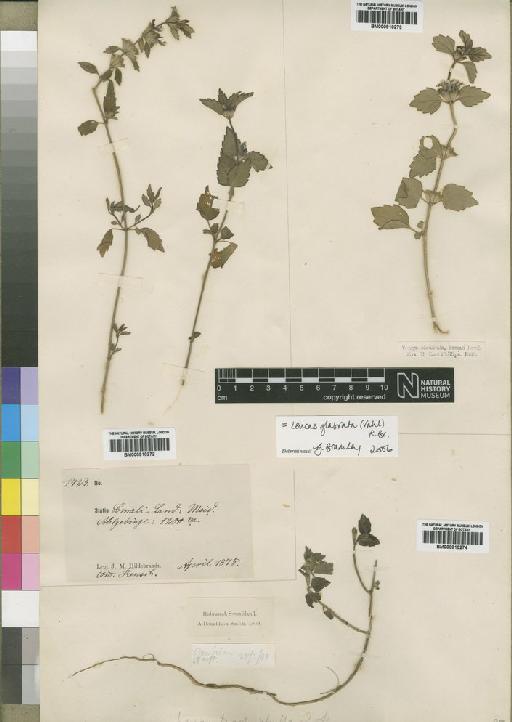 Leucas glabrata (Vahl) R.Br. ex Sm. - BM000910272