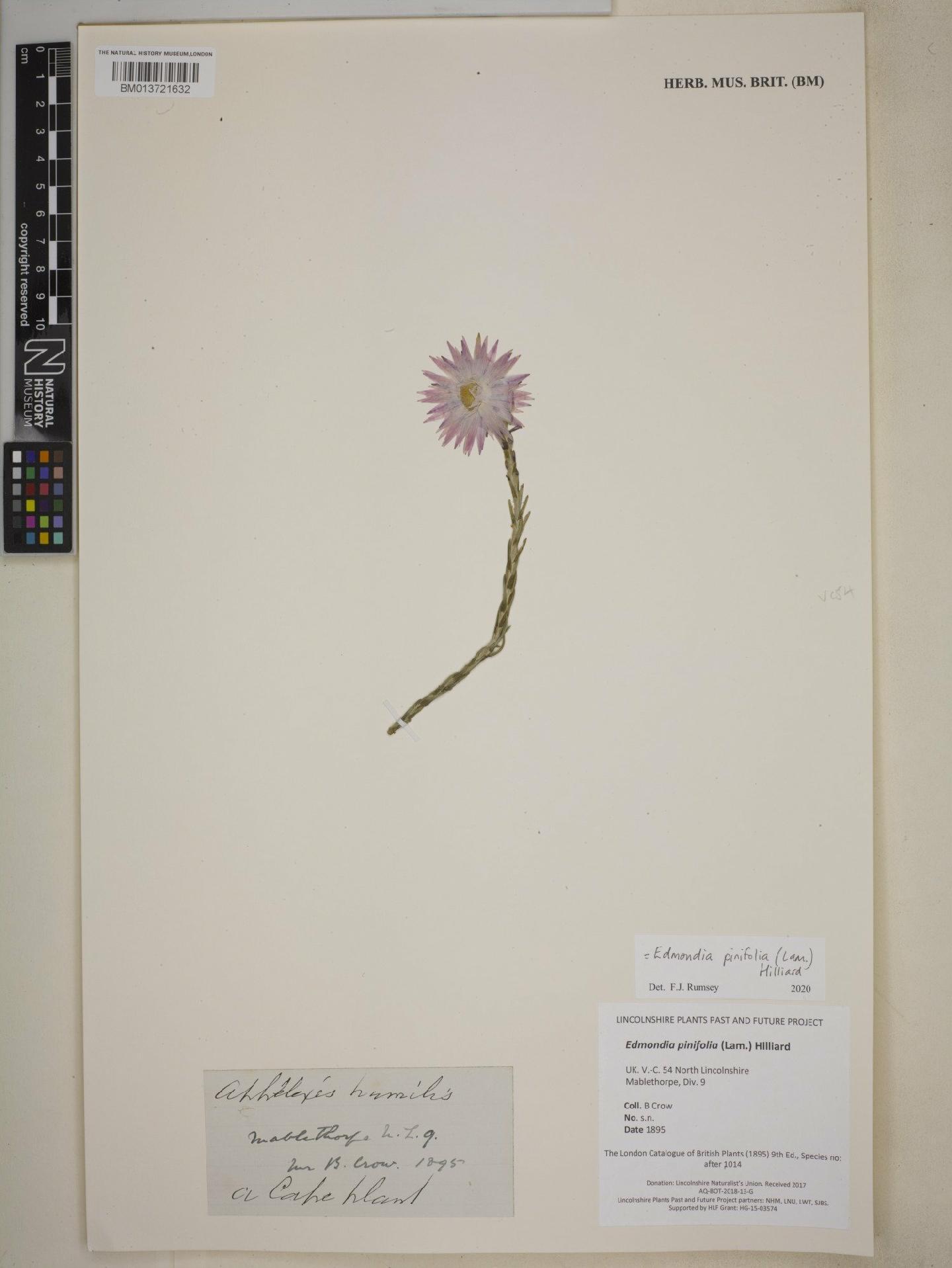 To NHMUK collection (Edmondia pinifolia (Lam.) Hilliard; NHMUK:ecatalogue:9125322)