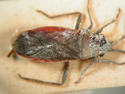 Oncopeltus rubromarginatus Distant, 1920 - Hemiptera: Arocatus Rub