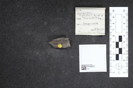 Ischyodus egertoni infraphylum Gnathostomata Buckland, 1835 - 010038557_L010040998