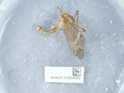 Tipula (Lunatipula) fascipennis Meigen, 1818 - 015556962_3