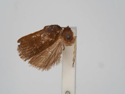 Callibryastis pachnota Meyrick - Callibryastis_pachnota_Meyrick_1912_Holotype_BMNH(E)#1055396_image001