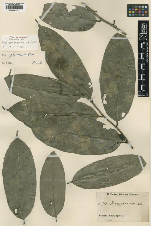 Diospyros physocalycina Gürke - BM000832721