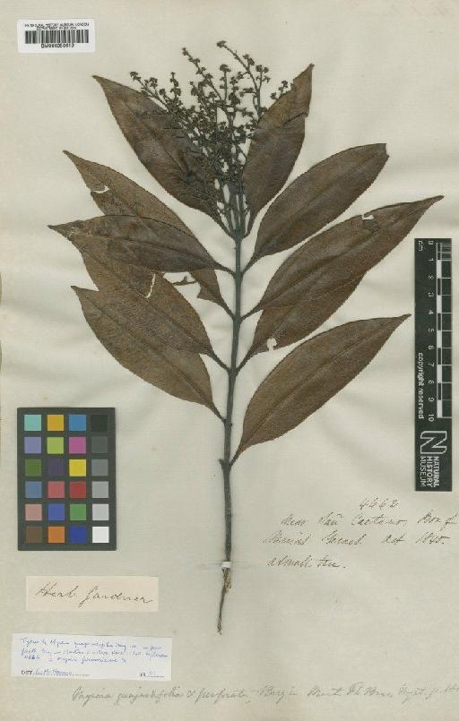 Myrcia splendens (Sw.) DC. - BM000953619