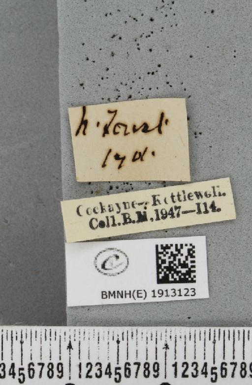 Alcis jubata (Thunberg, 1788) - BMNHE_1913123_label_479046