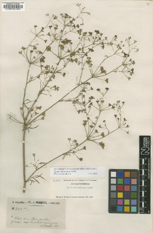 Apium sellowianum H.Wolff - BM000504126