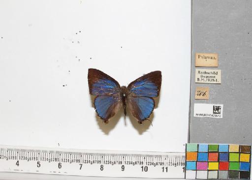 Rapala melida Fruhstorfer - NHMUK010429912_1_Rapala_melida_Fruhstorfer, 1912