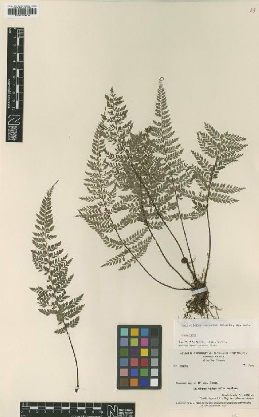 Polystichum cuneatum Nakaike - BM001048719