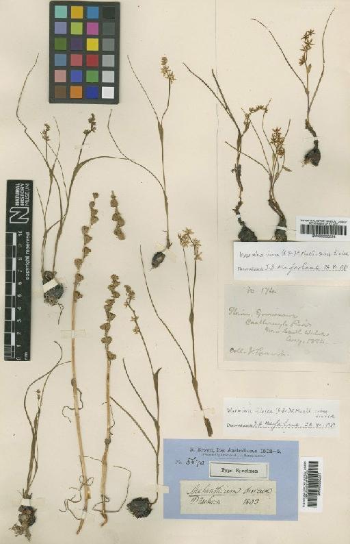 Wurmbea dioica subsp. dioica (R.Br.) F.Muell. - BM000990257