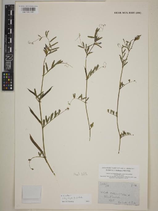 Vicia sativa subsp. nigra (L.) Ehrh. - BM013391893