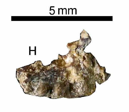 Clevosaurus Swinton, 1939 - NHMUK PV R 37023