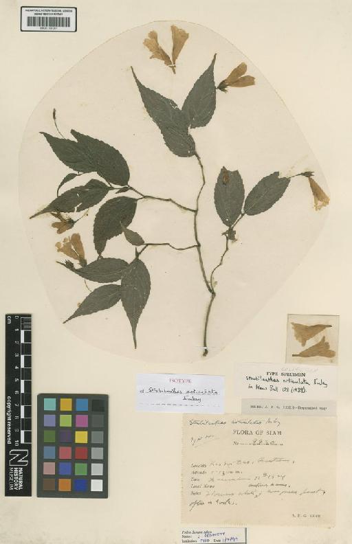 Strobilanthes articulata J.B.Imlay - BM001191001