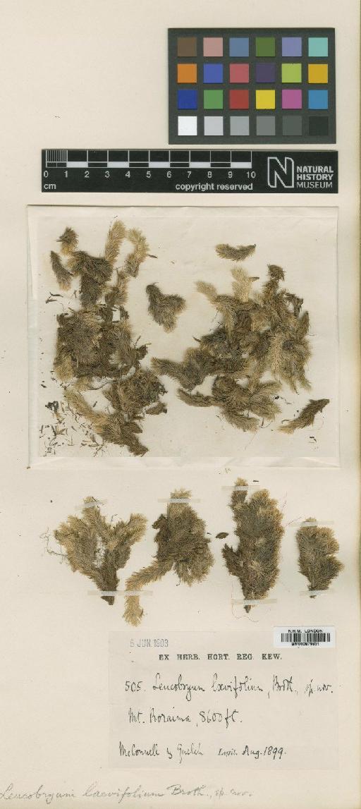 Leucobryum laevifolium Broth. - BM000879831_a