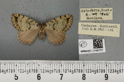 Hydriomena furcata ab. sordidata Fabricius, 1794 - BMNHE_1748737_327077