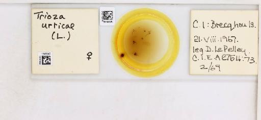 Trioza urticae Linnaeus, 1758 - 010719640_117226_1147013_