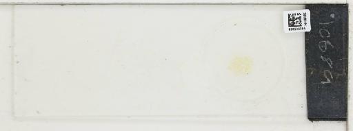 Plantae Haeckel - 014224385_289748_4514081