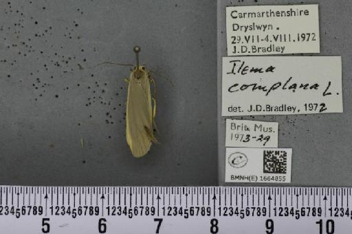 Eilema complana (Linnaeus, 1758) - BMNHE_1664855_288647