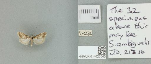 Eudonia lacustrata (Panzer, 1804) - 014023543_151438_1083341