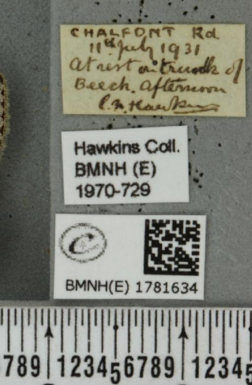 Venusia blomeri (Curtis, 1832) - BMNHE_1781634_label_364622