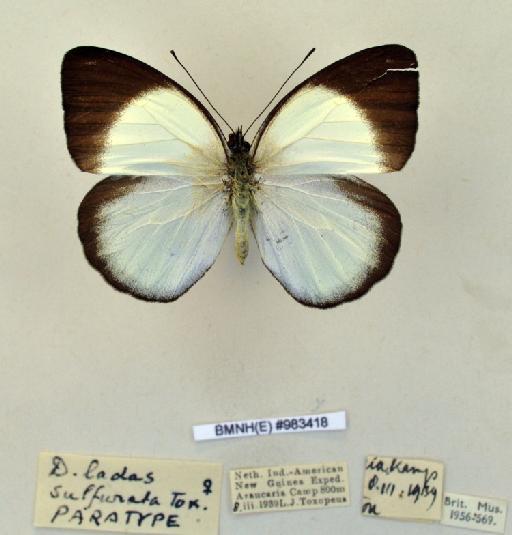 Delias ladas f. sulfurata Roepke, 1955 - BMNH(E)983418_Delias ladas f