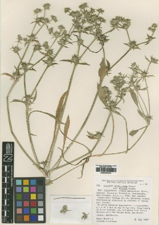 Eryngium aristulatum var. hooveri Sheikh - BM000900965
