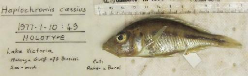 Haplochromis cassius Greenwood & Barel, 1978 - BMNH 1977.1.10.49, HOLOTYPE, Haplochromis cassius
