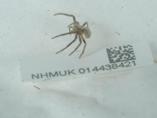 Philodromus spp. - 014438421_3