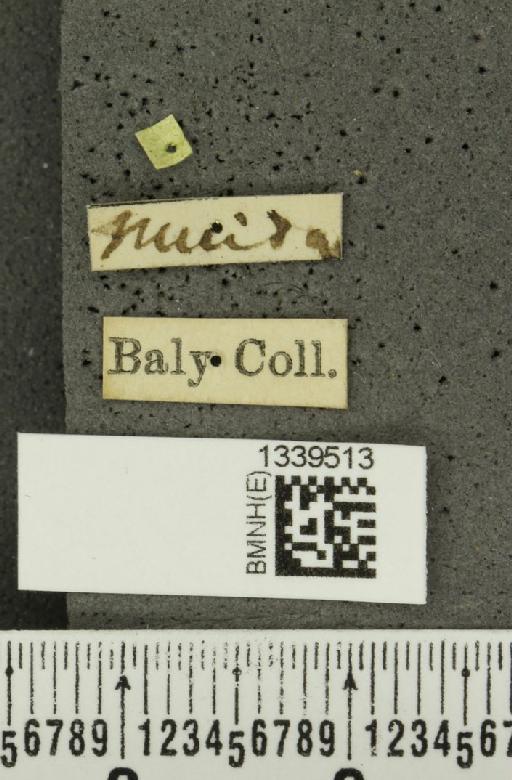 Isotes spiloptera (Baly, 1886) - BMNHE_1339513_label_22461