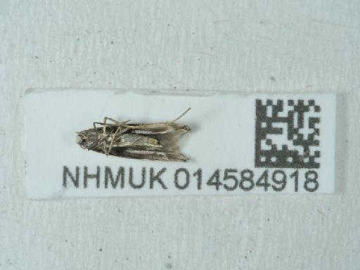 Thiotricha subocellea (Stephens, 1834) - 014584918_1