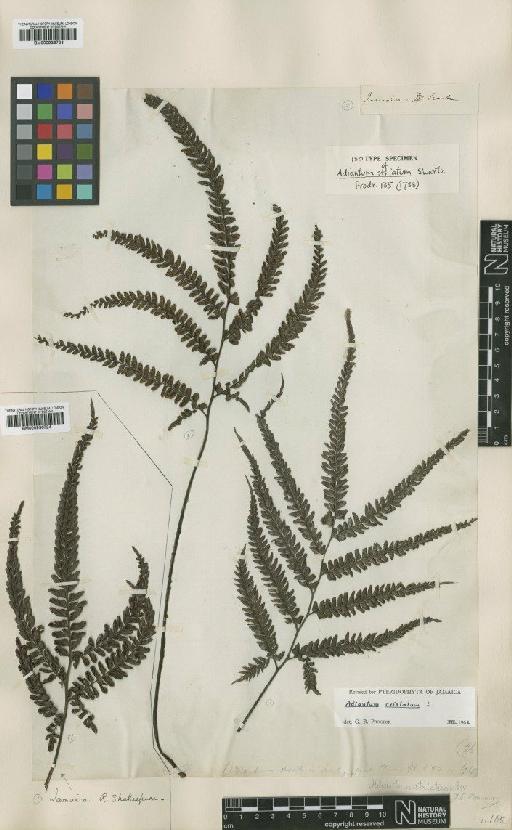 Adiantum cristatum L. - BM000936723