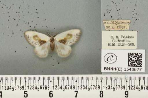 Cilix glaucata (Scopoli, 1763) - BMNHE_1540627_234577