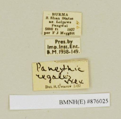 Panesthia angustipennis cognata Bei-Bienko, 1969 - Panesthia angustipennis cognata Bei-Bienko, 1969, female, non type, labels. Photographer: Edward Baker. BMNH(E)#876025