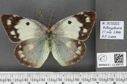 Colias croceus f. helice Hübner, 1779 - BMNHE_1120605_76606