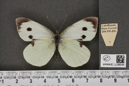 Pieris brassicae (Linnaeus, 1758) - BMNHE_1128248_85074