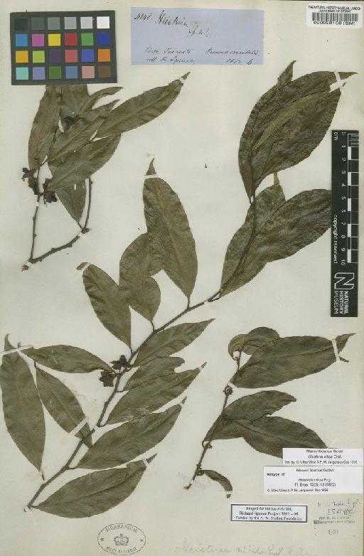 Heisteria nitida Engl. - BM000028168
