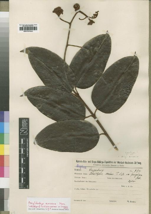 Ancylobotrys amoena Hua - BM000925643