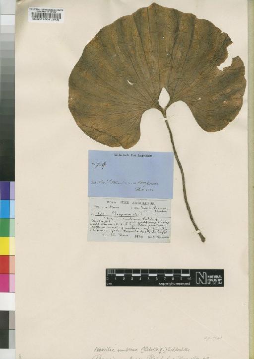 Nervilia umbrosa (Rchb.f.) Schltr. - BM000061504