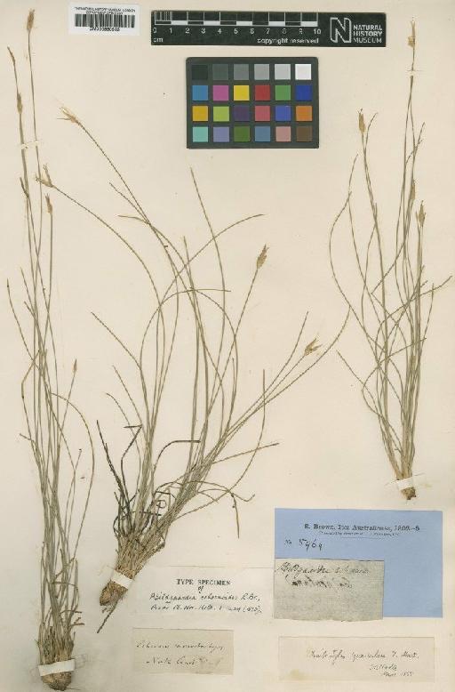 Fimbristylis squarrosa Vahl - BM000990935