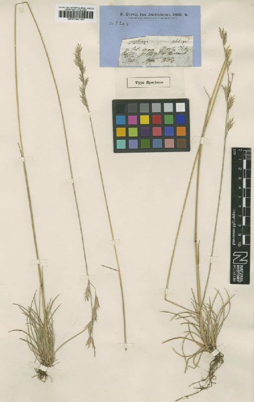 Festuca plebeia R.Br. - BM000991447