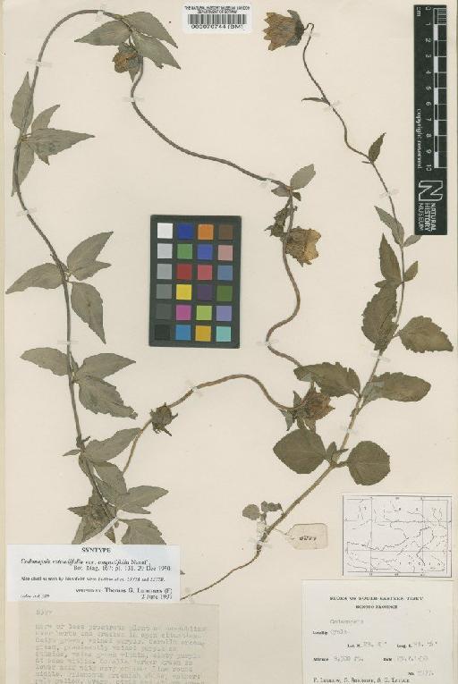 Codonopsis rotundifolia var. angustifolia Nannf. - BM000070744