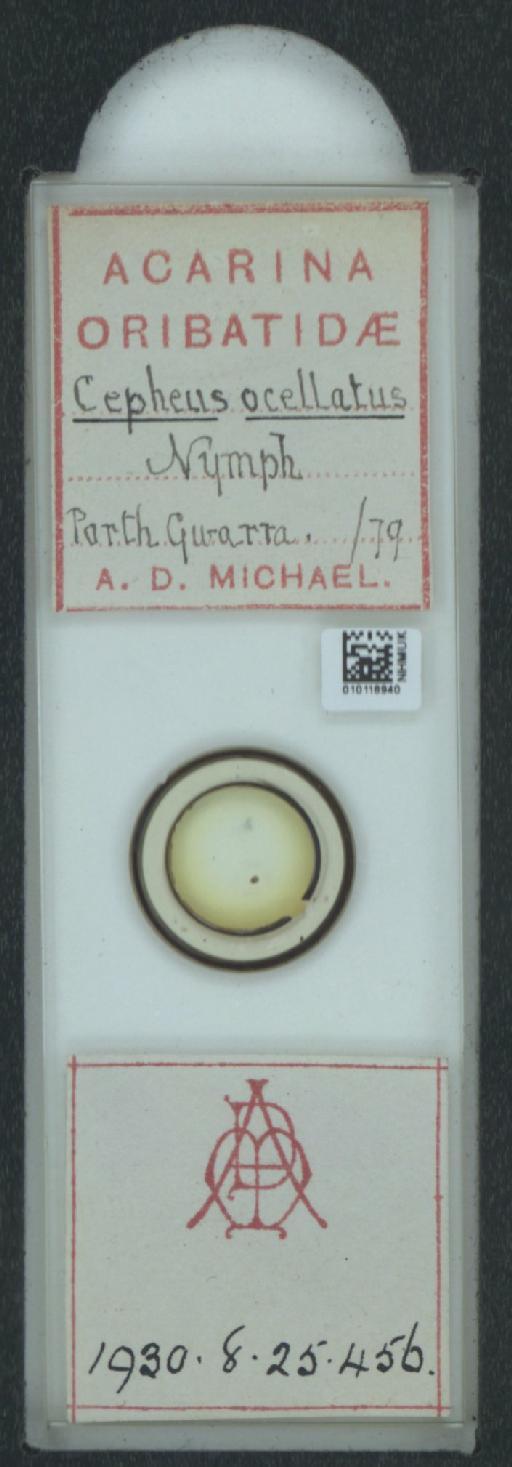 Cepheus ocellatus A.D. Michael, 1882 - 010118940_128154_1585294