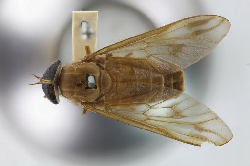 Catachlorops (Psarochlorops) alcis (Williston, 1896) - NHMUK014427375_Tabanus_alcis_ST_female_dorsal_wholebody.jpg