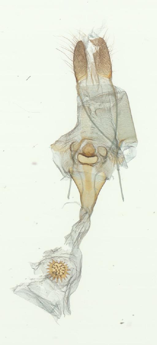 Ophthalmitis fasciata (Warren, 1900) - Ophthalmodes fasciata Warren holotype female genitalia GEOM 13149