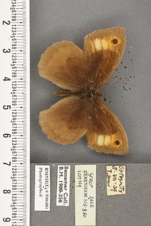 Maniola jurtina insularis ab. fulvopicta Heinrich, 1925 - BMNHE_500480_39125