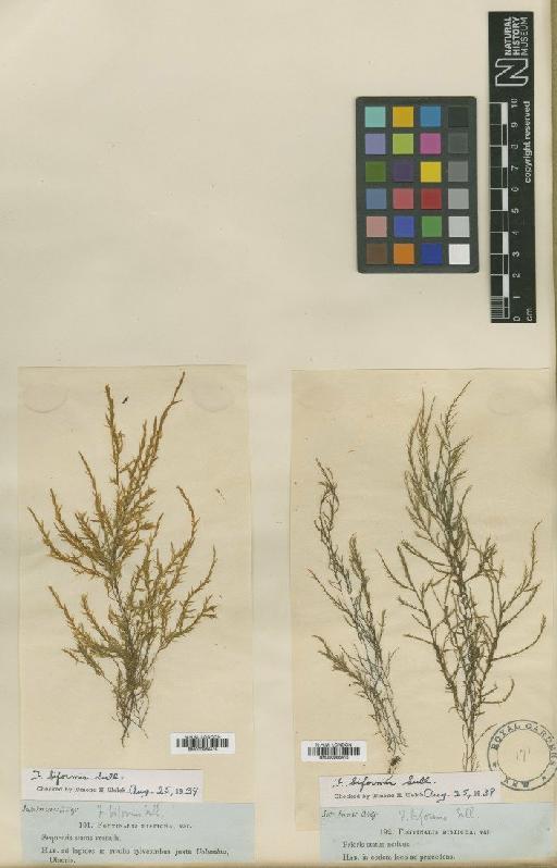 Fontinalis sphagnifolia (Müll.Hal.) Wijk & Margad. - BM000986415_a