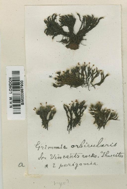 Grimmia orbicularis Bruch ex Wilson - BM000867900