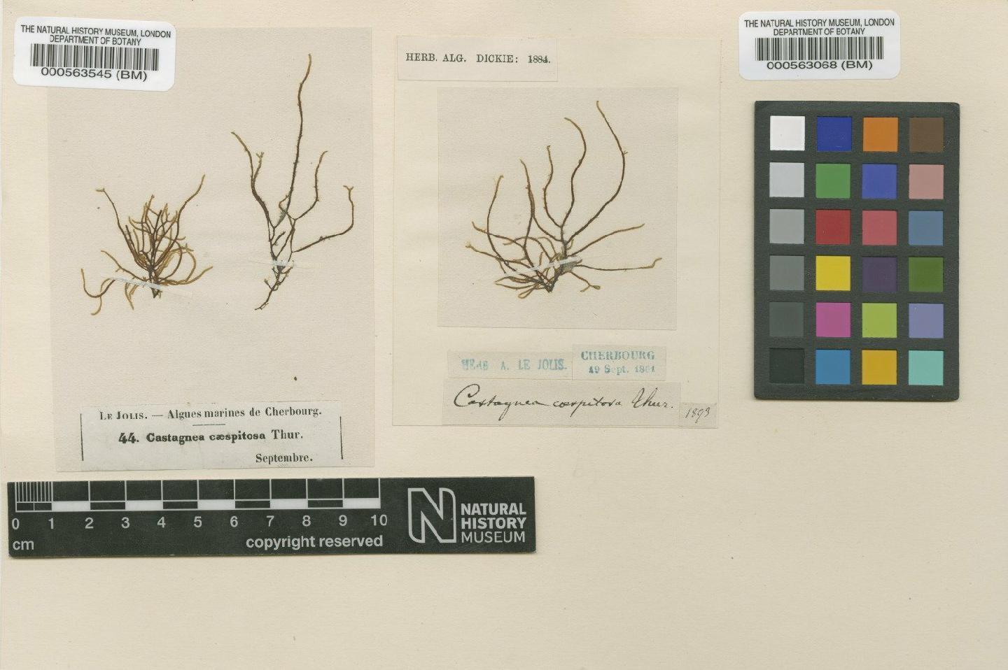 To NHMUK collection (Sauvageaugloia griffithsiana (A.W.Griffiths ex Harv.) Hamel ex Kylin; Syntype; NHMUK:ecatalogue:4723204)