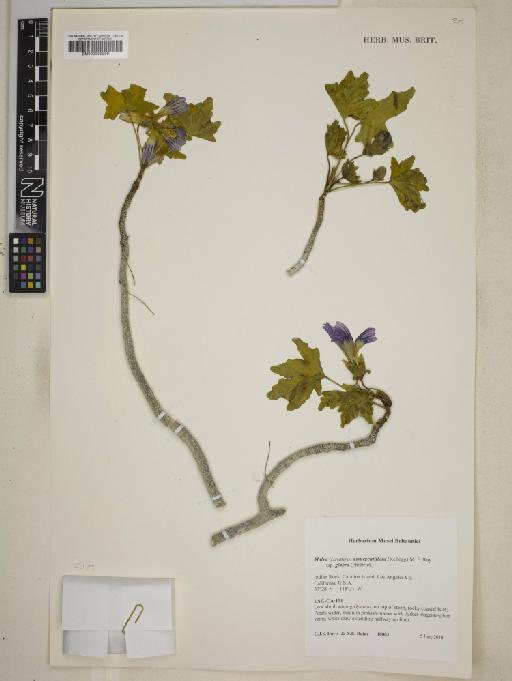 Lavatera assurgentiflora subsp. glabra Philbrick - BM000999990