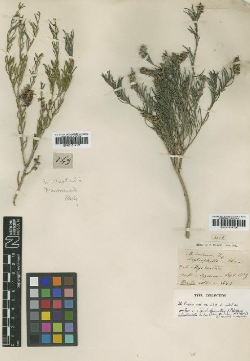 Melaleuca rhaphiophylla Schauer - BM001015126