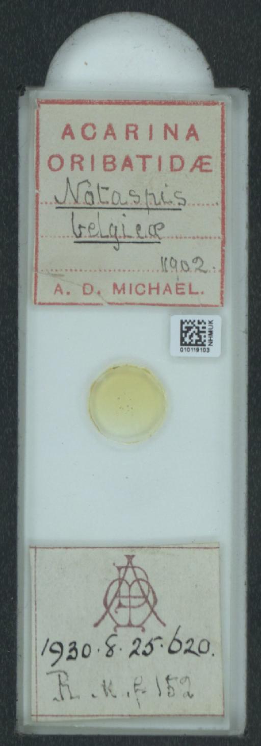 Notaspis belgicae A.D. Michael, 1903 - 010119103_128159_549309
